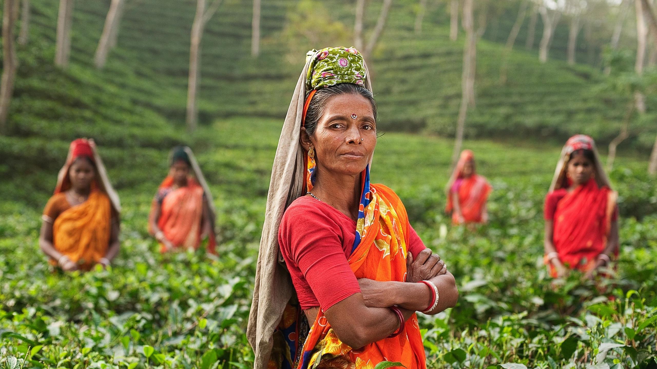 Auf einer Teeplantage in Indien