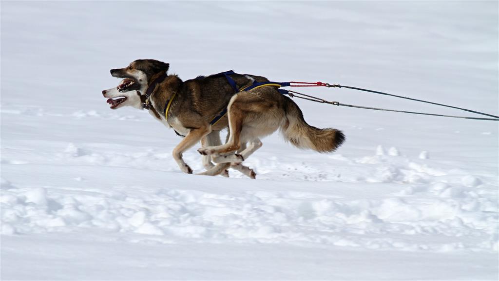 Rennende Huskys