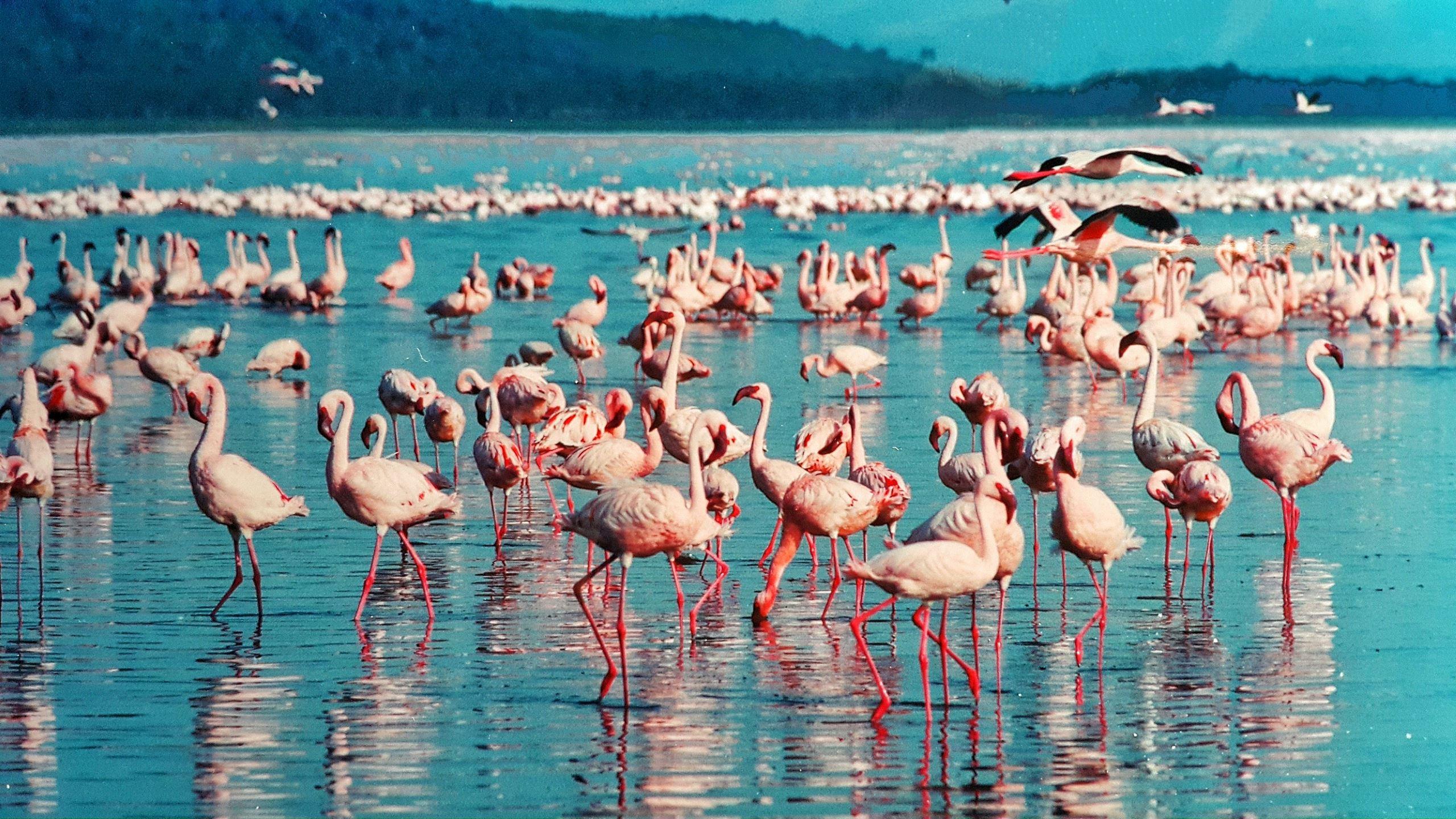 Flamingokolonie in Kenia
